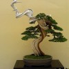 Cây cảnh bonsai đẹp - 317
