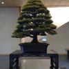 Cây cảnh bonsai đẹp - 319