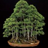 Cây cảnh bonsai đẹp - 321