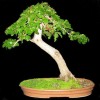 Cây cảnh bonsai đẹp - 322