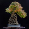 Cây cảnh bonsai đẹp - 323