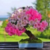 Cây cảnh bonsai đẹp - 324