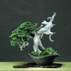 Cây cảnh bonsai đẹp - 326