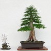 Cây cảnh bonsai đẹp - 328