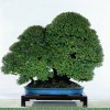 Cây cảnh bonsai đẹp - 330