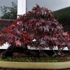 Cây cảnh bonsai đẹp - 333