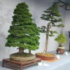 Cây cảnh bonsai đẹp - 334