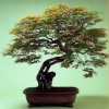 Cây cảnh bonsai đẹp - 335
