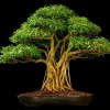 Cây cảnh bonsai đẹp - 336