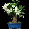 Cây cảnh bonsai đẹp - 338