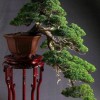 Cây cảnh bonsai đẹp - 339