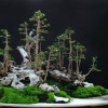 Cây cảnh bonsai đẹp - 340