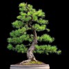 Cây cảnh bonsai đẹp - 341