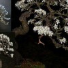 Cây cảnh bonsai đẹp - 342