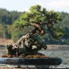 Cây cảnh bonsai đẹp - 344