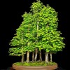 Cây cảnh bonsai đẹp - 346