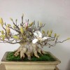 Cây cảnh bonsai đẹp - 347