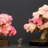 Cây cảnh bonsai đẹp - 348