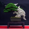 Cây cảnh bonsai đẹp - 349