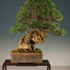 Cây cảnh bonsai đẹp - 35