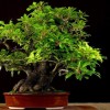 Cây cảnh bonsai đẹp - 350