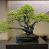 Cây cảnh bonsai đẹp - 351
