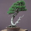 Cây cảnh bonsai đẹp - 352