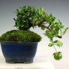 Cây cảnh bonsai đẹp - 354