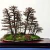Cây cảnh bonsai đẹp - 357