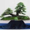 Cây cảnh bonsai đẹp - 358