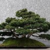 Cây cảnh bonsai đẹp - 359