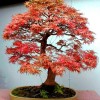 Cây cảnh bonsai đẹp - 360