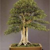 Cây cảnh bonsai đẹp - 361