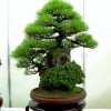 Cây cảnh bonsai đẹp - 363