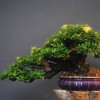 Cây cảnh bonsai đẹp - 365