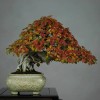 Cây cảnh bonsai đẹp - 366