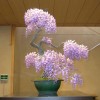 Cây cảnh bonsai đẹp - 367