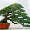 Cây cảnh bonsai đẹp - 368