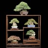 Cây cảnh bonsai đẹp - 369