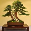 Cây cảnh bonsai đẹp - 37