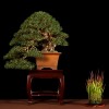Cây cảnh bonsai đẹp - 371