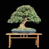 Cây cảnh bonsai đẹp - 373