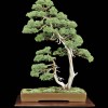 Cây cảnh bonsai đẹp - 374