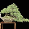 Cây cảnh bonsai đẹp - 375