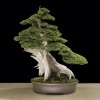 Cây cảnh bonsai đẹp - 377