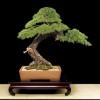 Cây cảnh bonsai đẹp - 378