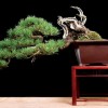 Cây cảnh bonsai đẹp - 379