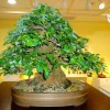 Cây cảnh bonsai đẹp - 38
