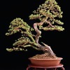 Cây cảnh bonsai đẹp - 381