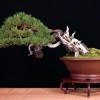 Cây cảnh bonsai đẹp - 384
